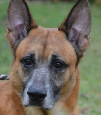 Mutt Dogs for adoption in Englewood, FL, USA