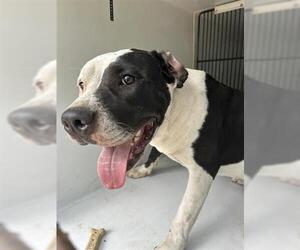 American Pit Bull Terrier Dogs for adoption in Houston, TX, USA