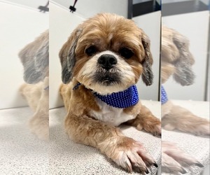 Lhasa Apso Dogs for adoption in Sioux Falls, SD, USA