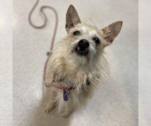 Mutt Dogs for adoption in Rohnert Park, CA, USA