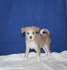 Medium Photo #1 Mutt Puppy For Sale in Redmond, WA, USA