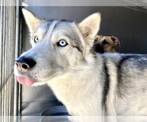 Siberian Husky Dogs for adoption in San Bernardino, CA, USA