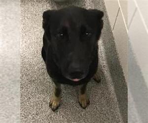 Siberian Husky Dogs for adoption in Houston, TX, USA