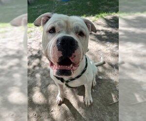 American Bulldog Dogs for adoption in West Valley, UT, USA