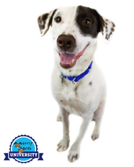 Lab-Pointer Dogs for adoption in Kennesaw, GA, USA