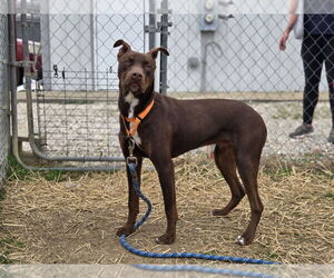 Great Dane-Unknown Mix Dogs for adoption in Evansville, IN, USA