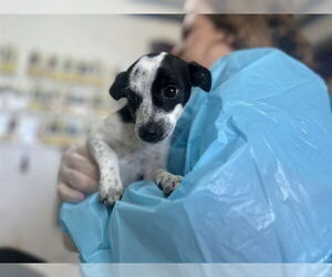 Border Collie-Unknown Mix Dogs for adoption in Raleigh, NC, USA