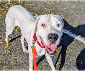 American Bulldog-Unknown Mix Dogs for adoption in Martinez, CA, USA