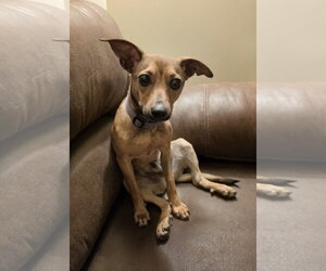 Rat-Cha Dogs for adoption in Uwchlan, PA, USA