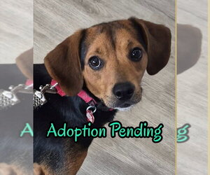 Beagle-Unknown Mix Dogs for adoption in Dunnellon, FL, USA