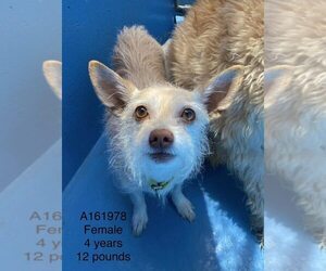 Chihuahua-Unknown Mix Dogs for adoption in Calgary, Alberta, Canada