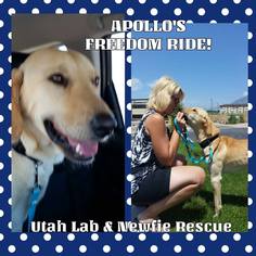 Mutt Dogs for adoption in Provo, UT, USA