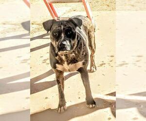 American Bulldog-Unknown Mix Dogs for adoption in Pena Blanca, NM, USA