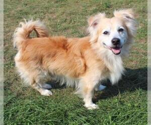 Mutt Dogs for adoption in Beloit, WI, USA
