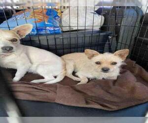 Toxirn Dogs for adoption in Fort Walton Beach, FL, USA