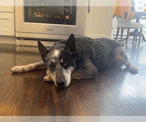 Mutt Dogs for adoption in Garden City, NY, USA