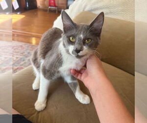 Mutt Dogs for adoption in Chico, CA, USA