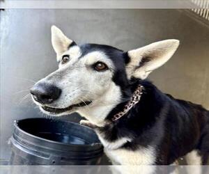 Siberian Husky-Unknown Mix Dogs for adoption in San Bernardino, CA, USA