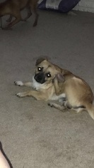 Medium Photo #1 Chug Puppy For Sale in Houston, TX, USA