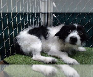 Maltipoo (Miniature) Dogs for adoption in Downey, CA, USA