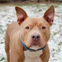 American Staffordshire Terrier-Unknown Mix Dogs for adoption in Asheville, NC, USA