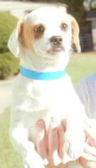 Cheeks Dogs for adoption in Columbus, GA, USA