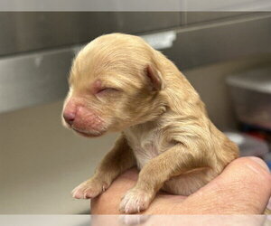 Poodle (Miniature)-Unknown Mix Dogs for adoption in Martinez, CA, USA
