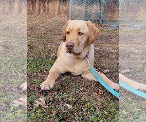 Labrador Retriever Dogs for adoption in Warrington, PA, USA