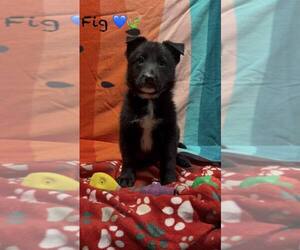 Mutt Dogs for adoption in Turlock, CA, USA