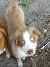 Anatolian Shepherd Dogs for adoption in Commerce, GA, USA