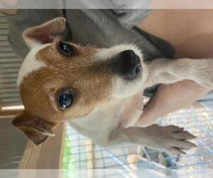 Jack Russell Terrier Dogs for adoption in Leavenworth, KS, USA