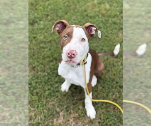 American Pit Bull Terrier-Pointer Mix Dogs for adoption in Foristell, MO, USA