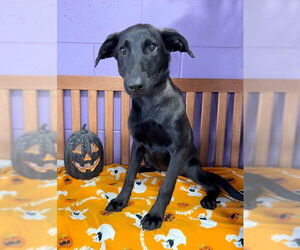 Labrador Retriever-Unknown Mix Dogs for adoption in Genesee, WI, USA