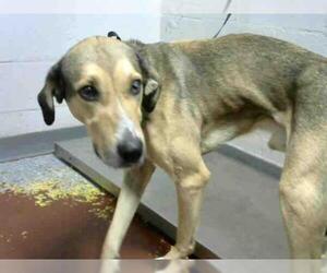 Redbone Coonhound Dogs for adoption in Atlanta, GA, USA