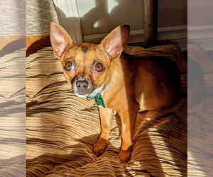 Chihuahua-Unknown Mix Dogs for adoption in Bellevue, WA, USA