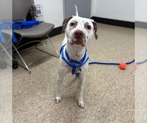 American Pit Bull Terrier-Dalmatian Mix Dogs for adoption in Boston, MA, USA