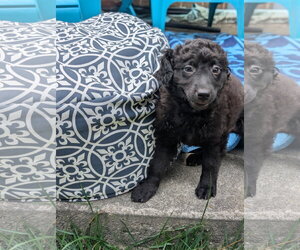 Labrador Retriever-Unknown Mix Dogs for adoption in Holly Springs, NC, USA