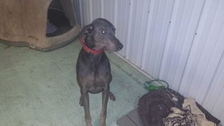 Doberman Pinscher Dogs for adoption in Iroquois, IL, USA