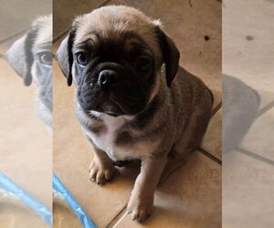 Frenchie Pug Dogs for adoption in San Antonio, TX, USA