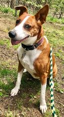 Border Collie-Unknown Mix Dogs for adoption in Rockaway, NJ, USA