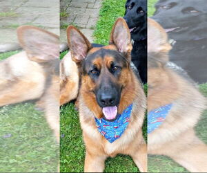 German Shepherd Dog Dogs for adoption in Spring Lake, NJ, USA