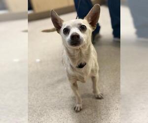 Chihuahua-Unknown Mix Dogs for adoption in Riverside, CA, USA