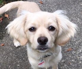 Cavalier King Charles Spaniel-Unknown Mix Dogs for adoption in Issaquah, WA, USA