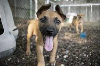 Black Mouth Cur-Unknown Mix Dogs for adoption in Plano, TX, USA
