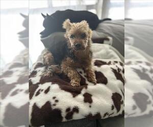Mutt Dogs for adoption in Las Vegas, NV, USA