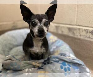 Chihuahua Dogs for adoption in Martinez, CA, USA