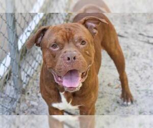 Dogue de Bordeaux Dogs for adoption in Gainesville, FL, USA