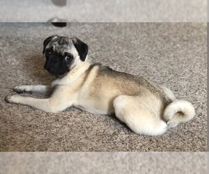 Pug Dogs for adoption in Farmington, MI, USA