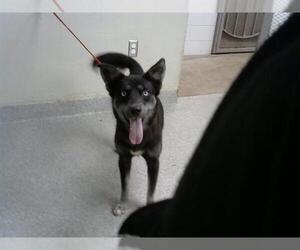 Australian Kelpie-Unknown Mix Dogs for adoption in Pasadena, TX, USA