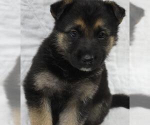 Mutt Dogs for adoption in Thief River Falls, MN, USA